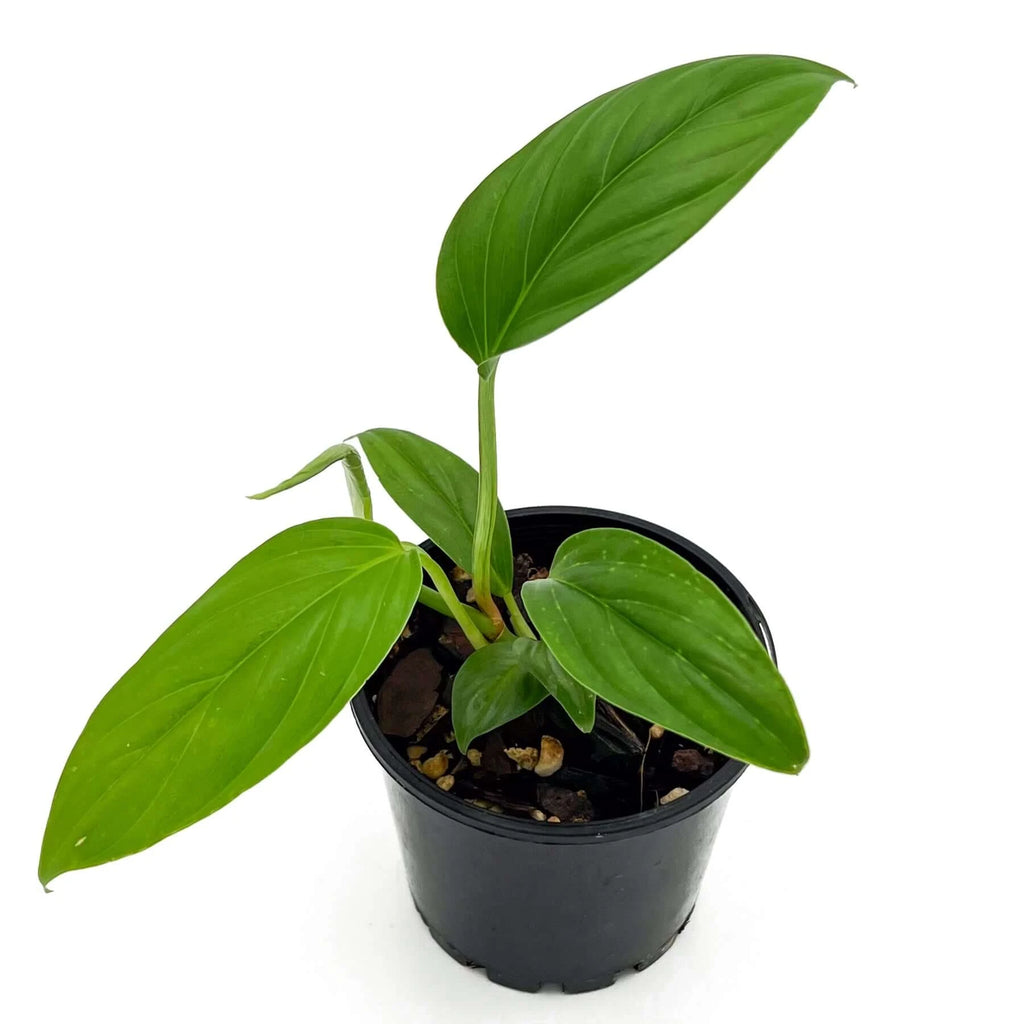Philodendron ernestii | Indoor Plant | Chalet Boutique - Australia