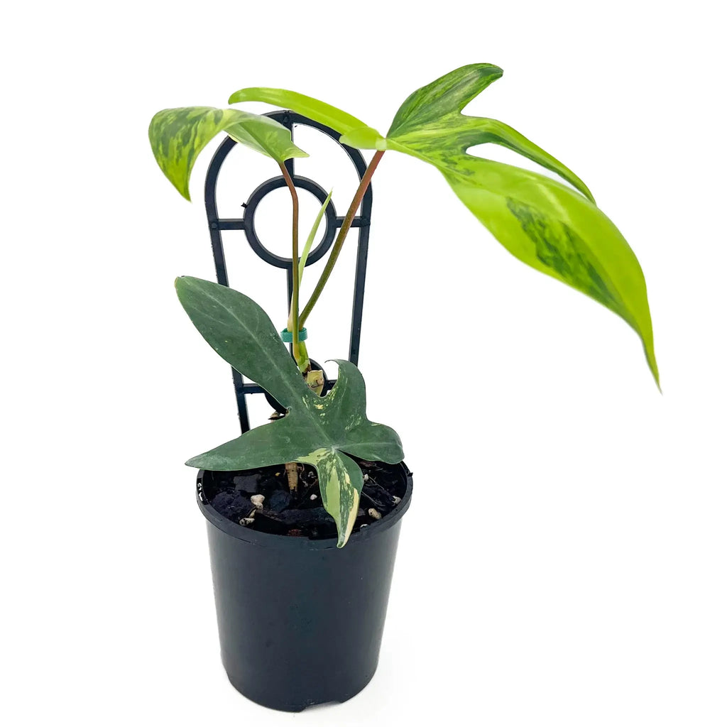 Philodendron Florida Beauty in pot showcasing unique variegated leaves, perfect for indoor plants lovers. Chalet Boutique, Australia.