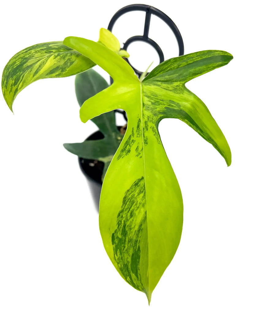 Philodendron Florida Beauty with vibrant yellow and green variegated leaves, a unique indoor plant from Chalet Boutique, Australia.
