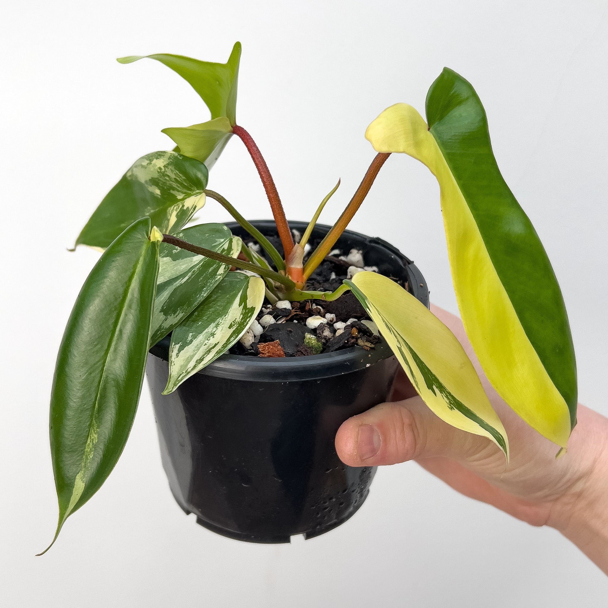 philodendron florida beauty baby Buy Philodendron Florida Beauty