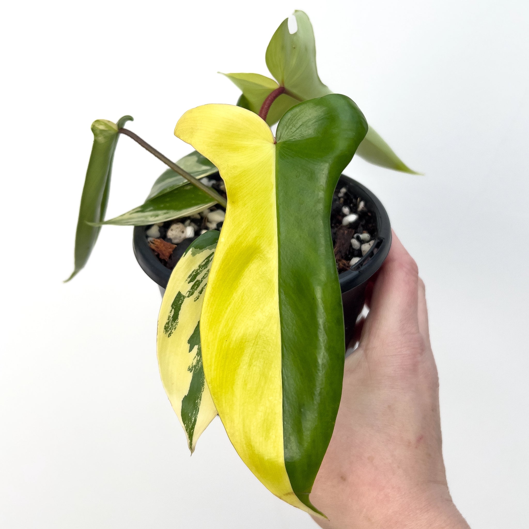 philodendron florida beauty australia Buy Philodendron Florida Beauty