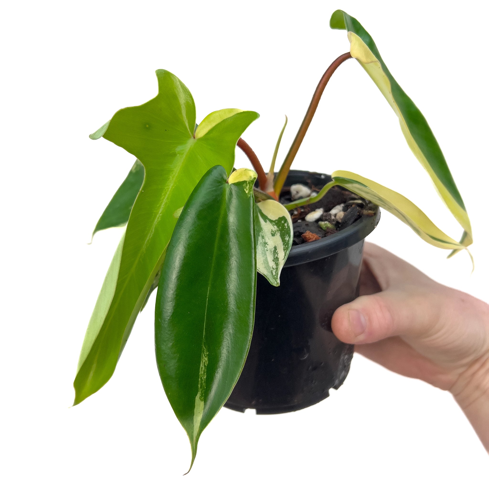 philodendron florida beauty australia Buy Philodendron Florida Beauty