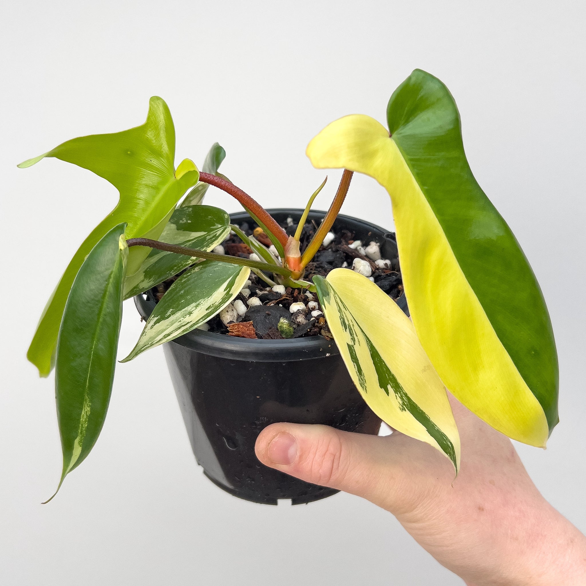 ebay varigated albo philodendron Buy Philodendron Florida Beauty