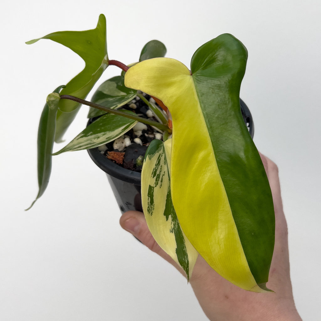 philodendron yellow princess Philodendron 'Orange Princess' Variegated