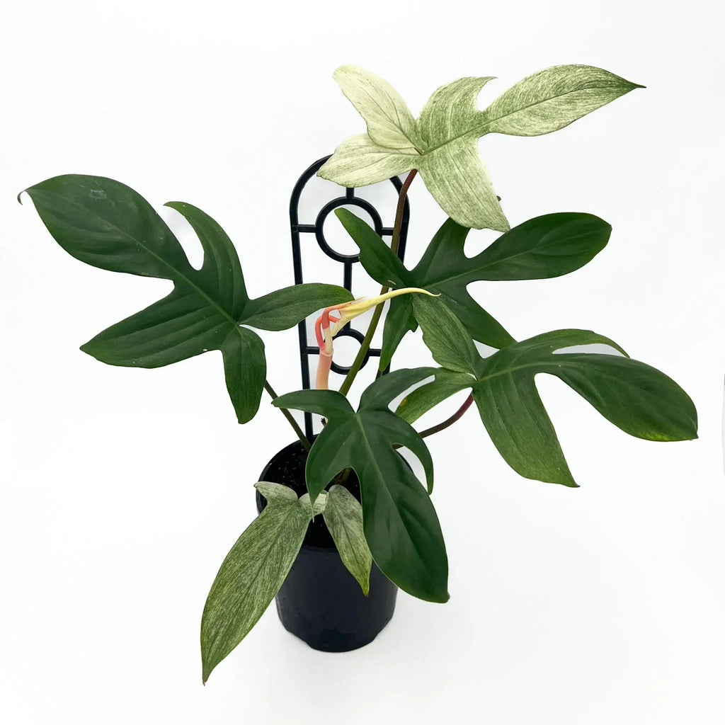 Philodendron Florida Ghost plant with unique lobed leaves in a nursery pot, perfect for indoor spaces. Chalet Boutique, Australia.