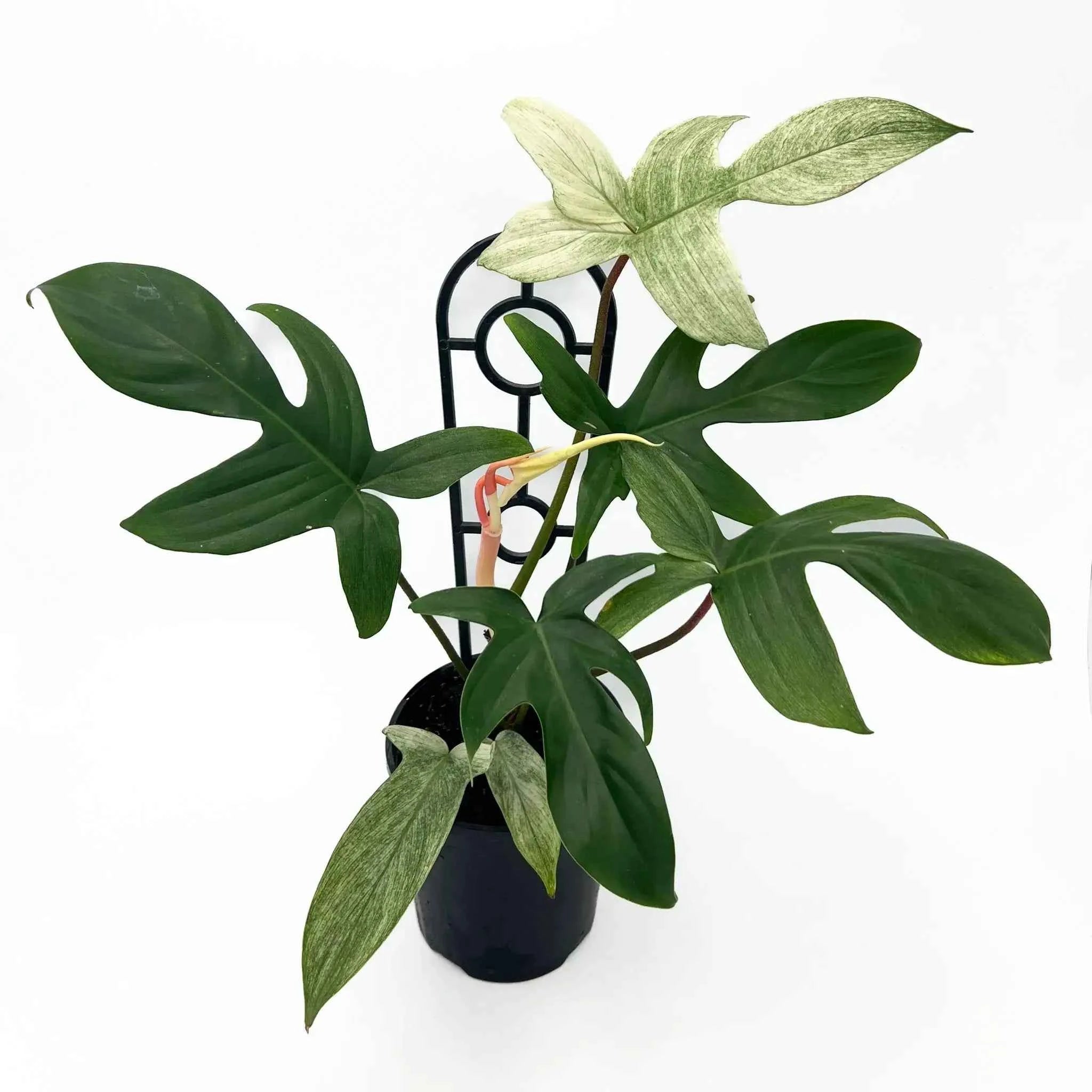 philodendron florida ghost juvenile Buy Philodendron Florida Ghost