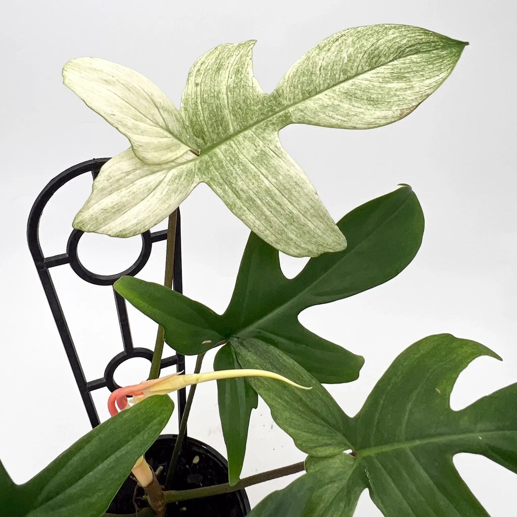 Philodendron Florida Ghost with distinctive creamy-white and green leaves, rare indoor plant at Chalet Boutique, Australia.