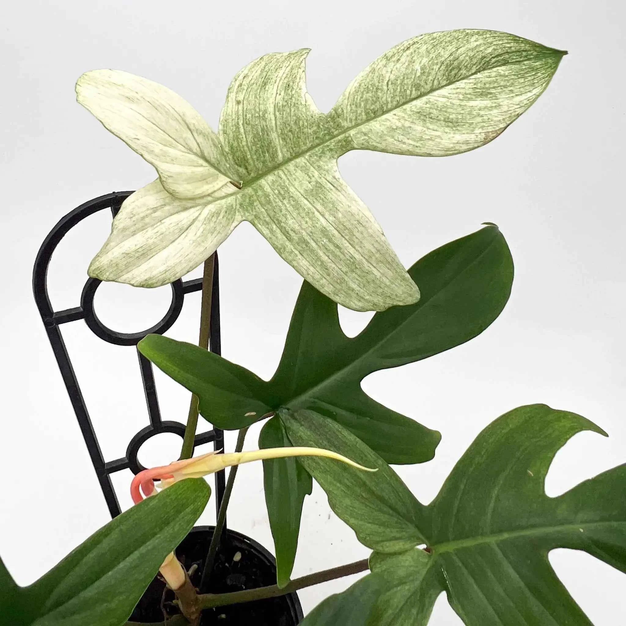 Buy Philodendron Florida Ghost