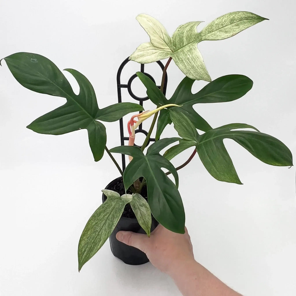 Philodendron Florida Ghost in a nursery pot, showcasing unique lobed leaves. Rare indoor plant available at Chalet Boutique, Australia.