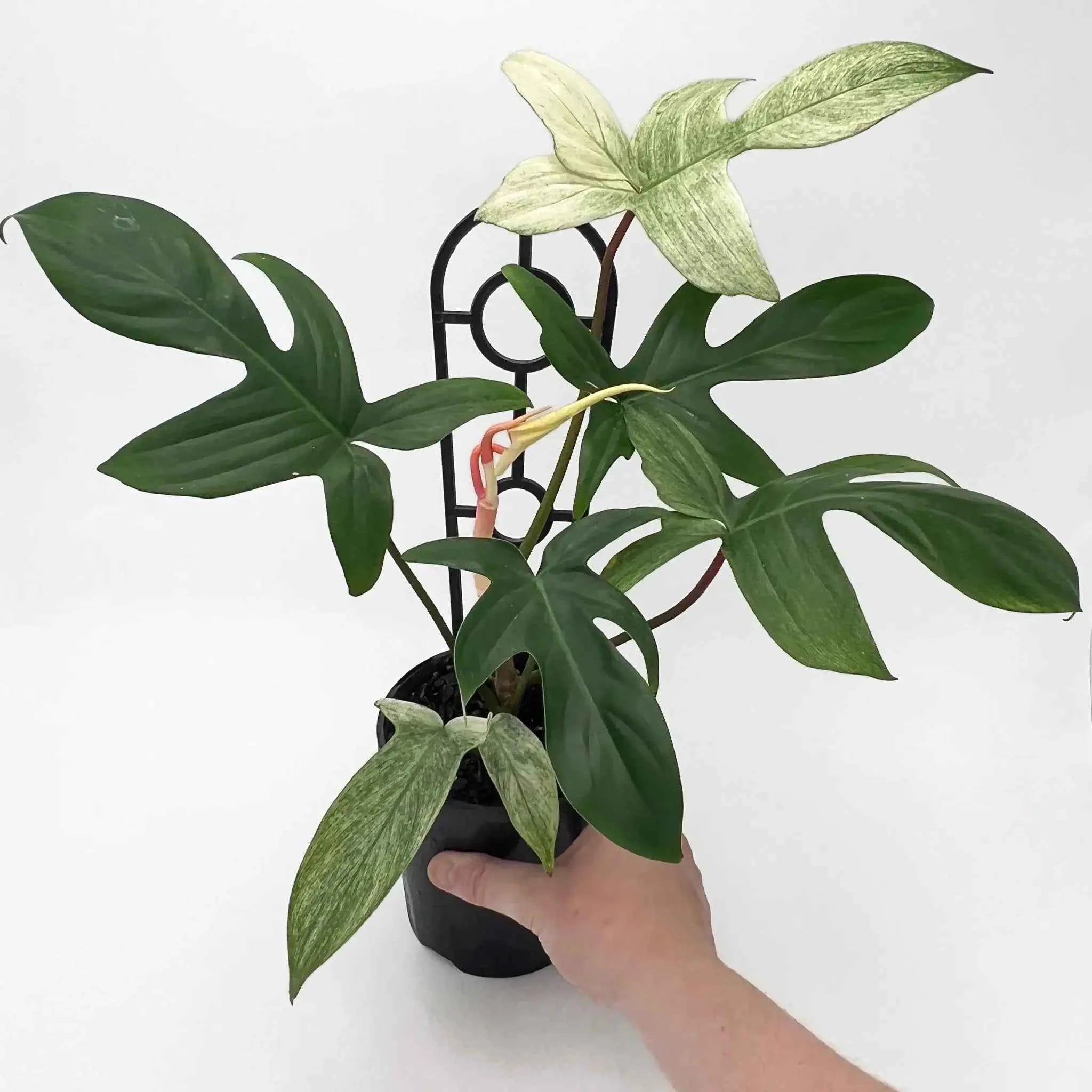 philodendron florida ghost for sale australia Buy Philodendron Florida Ghost