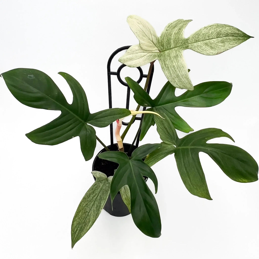 Philodendron Florida Ghost with unique creamy-white and green lobed leaves. Rare indoor plant available at Chalet Boutique, Australia.