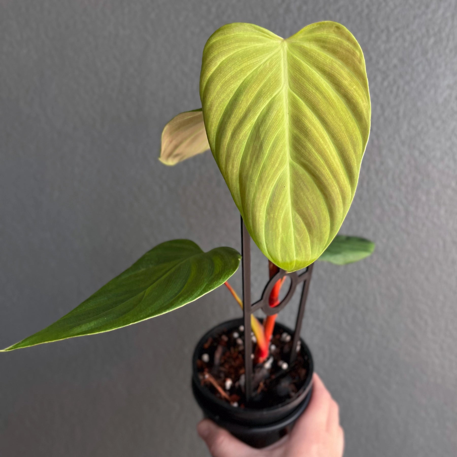 Philodendron Fuzzy Petiole