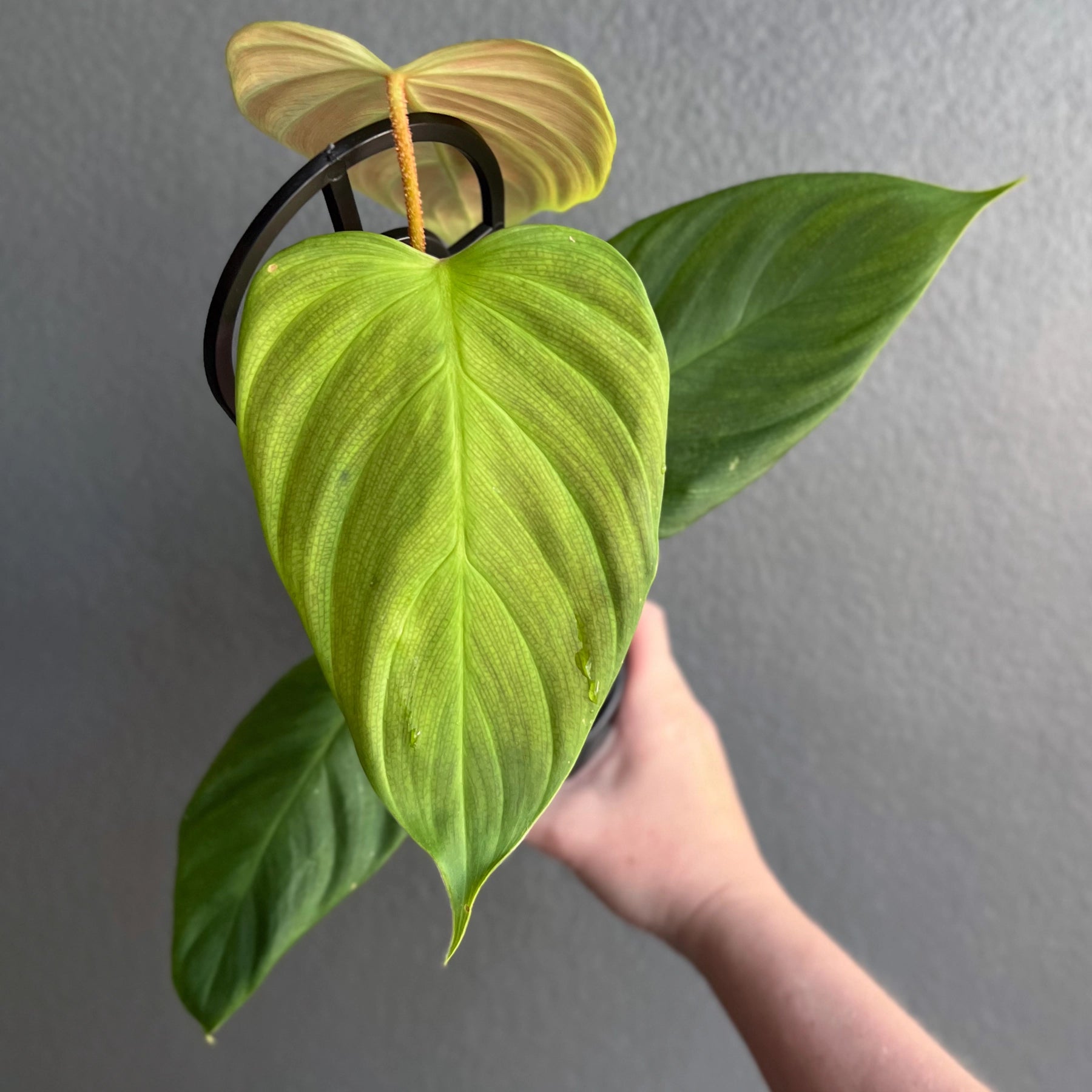 Philodendron Fuzzy Petiole | Rare Indoor Plants, Australia