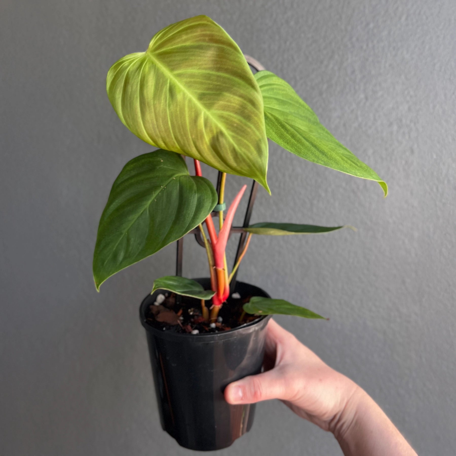 Philodendron Fuzzy Petiole