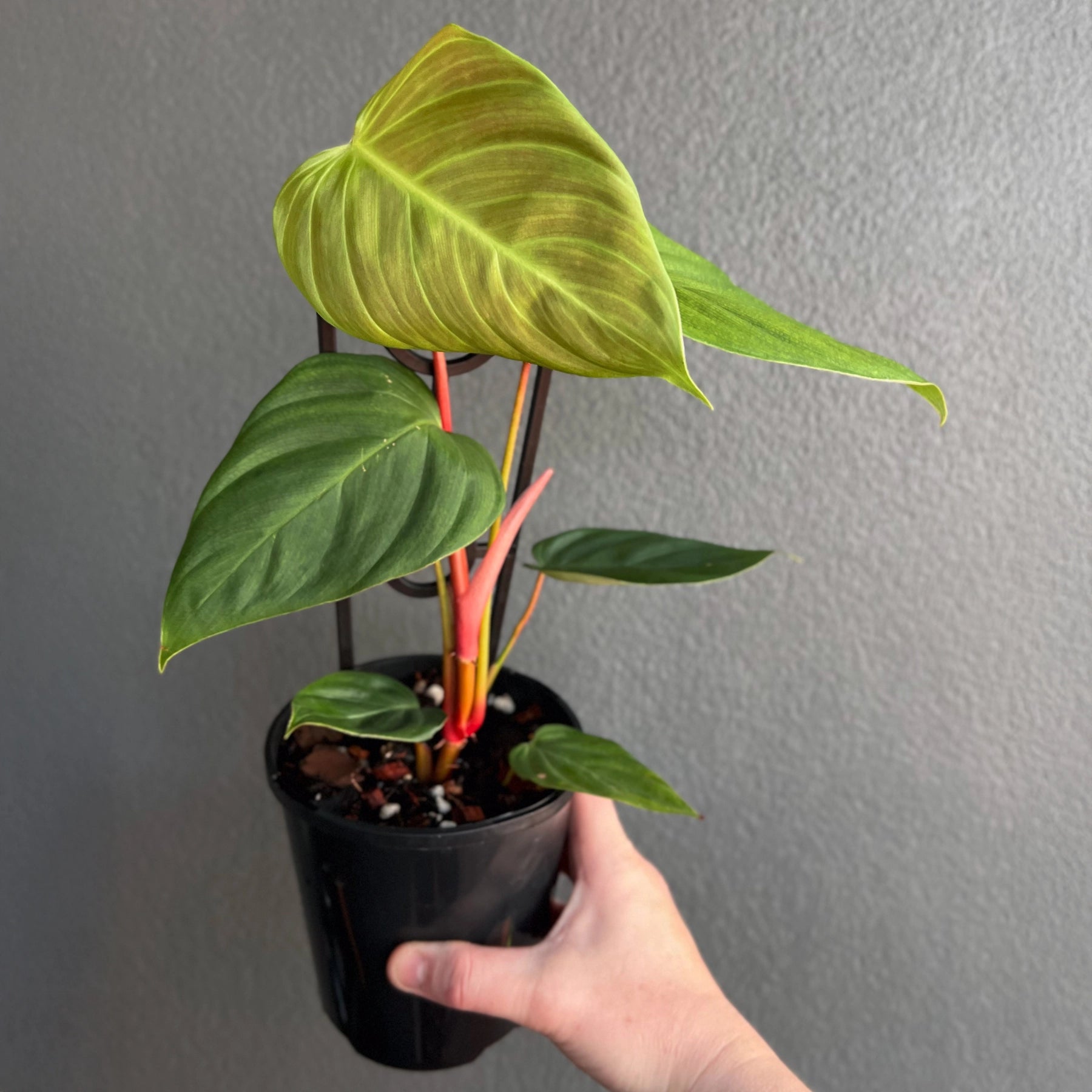 philodendron fuzzy petiole care Philodendron Fuzzy Petiole