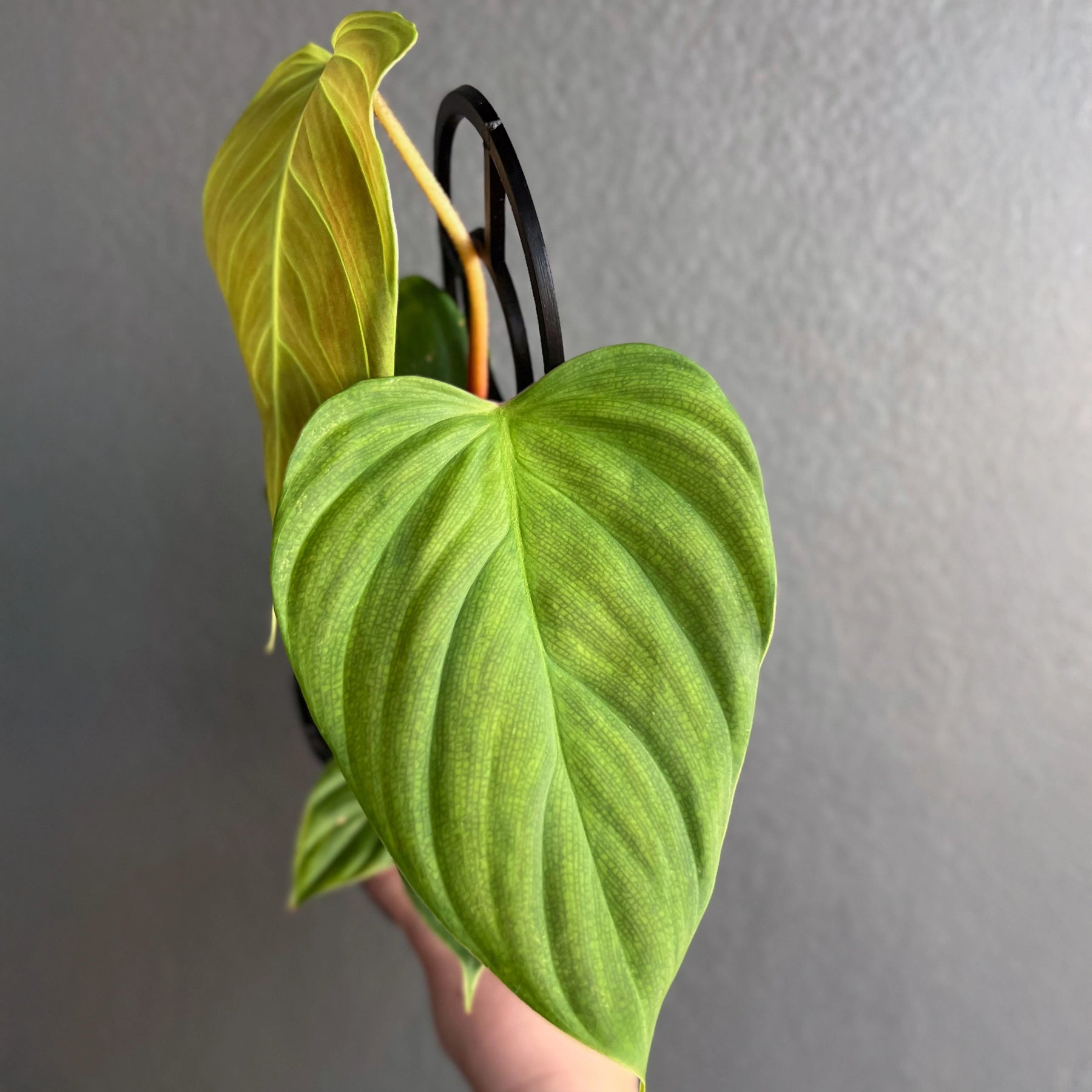Philodendron Fuzzy Petiole