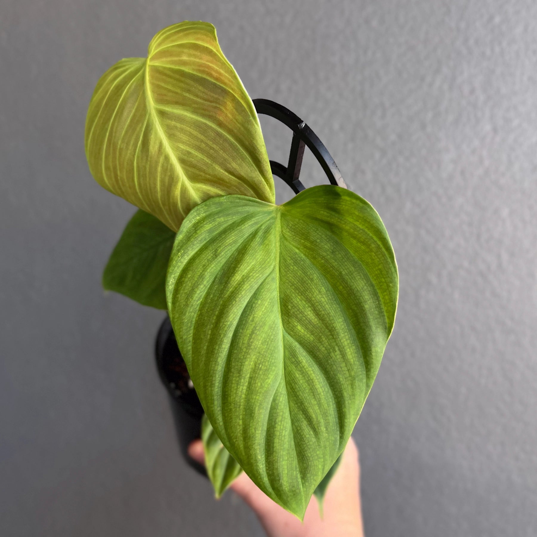 philodendron fuzzy petiole rare Philodendron Fuzzy Petiole