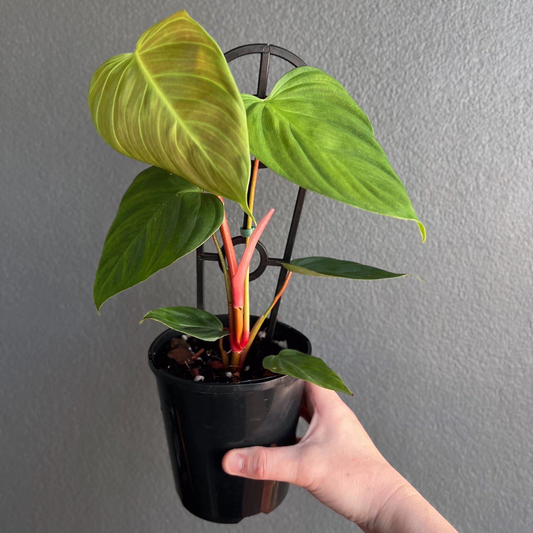 philodendron fuzzy petiole rare Philodendron Fuzzy Petiole
