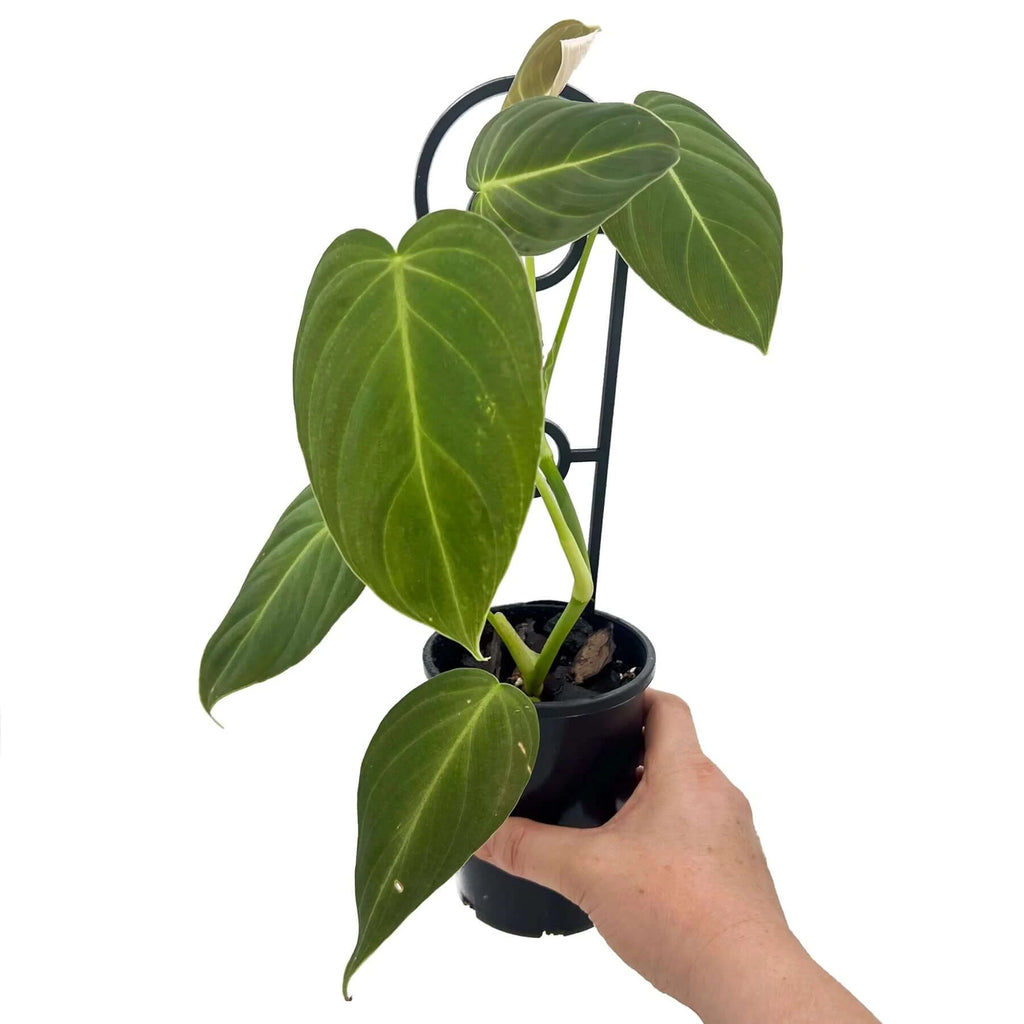 Philodendron glorious | Indoor Plant | Chalet Boutique - Australia