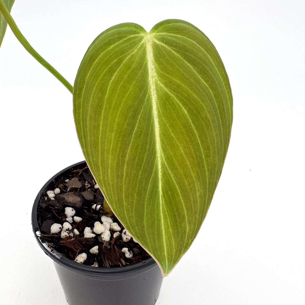 Philodendron 'Glorious' showcasing its velvety, elongated leaf in a pot, perfect for indoor plant lovers. Chalet Boutique, Australia.