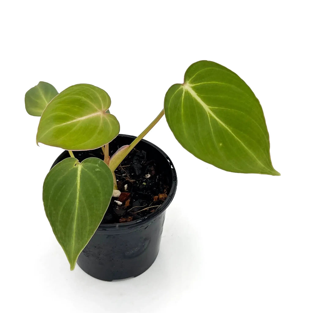 Philodendron 'Glorious' indoor plant with velvety leaves in a pot, ideal for rare indoor plants Australia. Chalet Boutique, Australia.