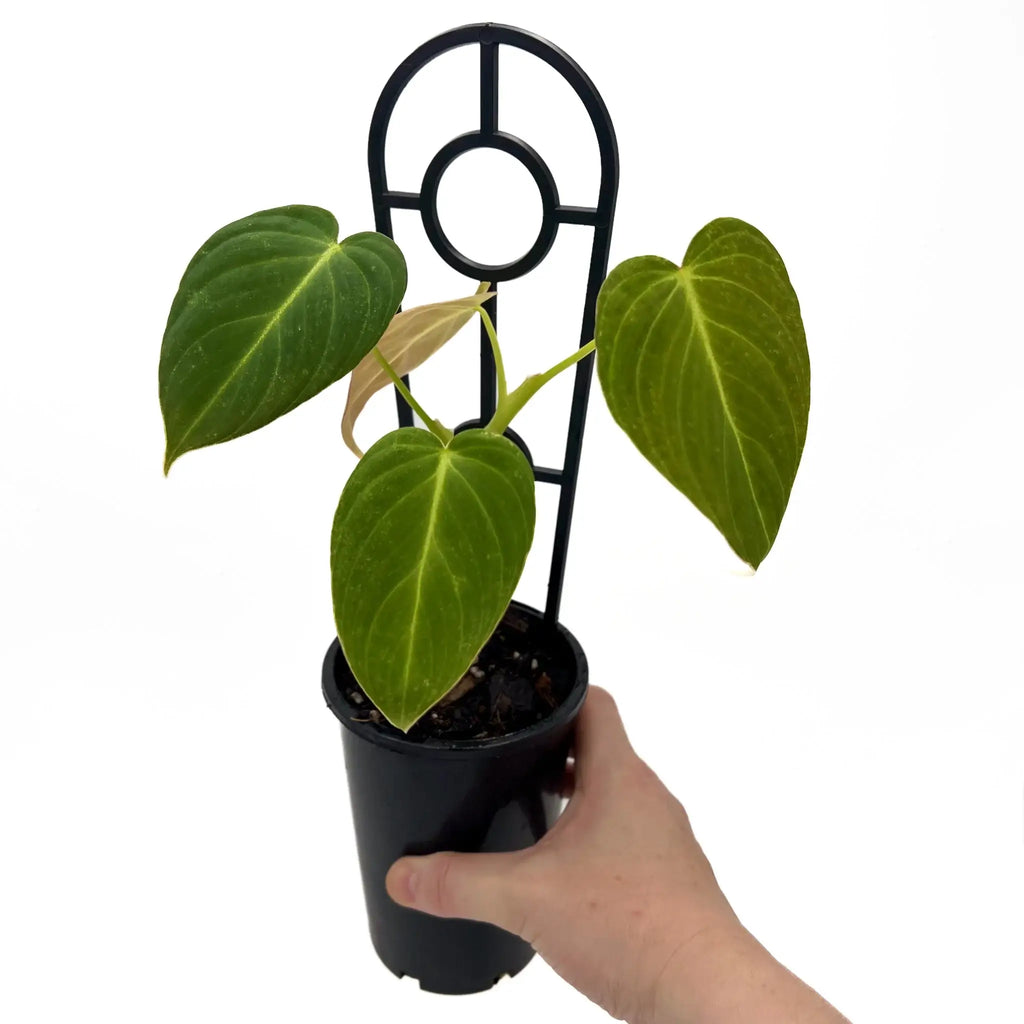 Philodendron 'Glorious' indoor plant held in hand, showcasing vibrant green leaves, available at Chalet Boutique, Australia.