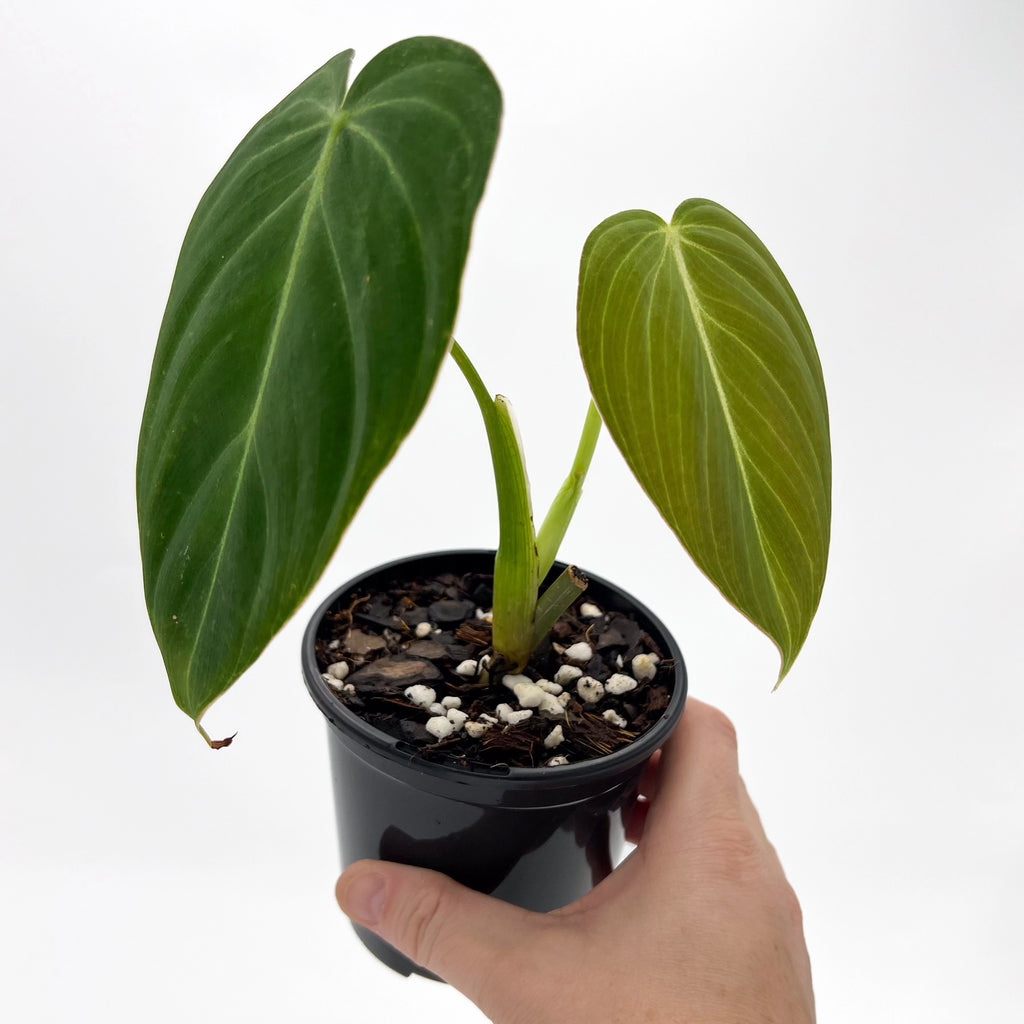 Philodendron 'Glorious' with lush green leaves in a black pot, showcasing unique indoor plant variety from Chalet Boutique, Australia.