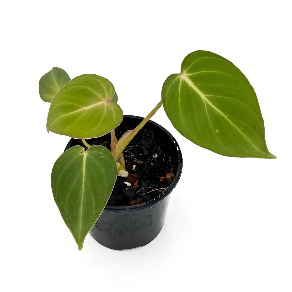 Philodendron 'Glorious' indoor plant in black pot, featuring velvety leaves with soft pink undertones. Rare plants for sale Australia, Chalet Boutique.