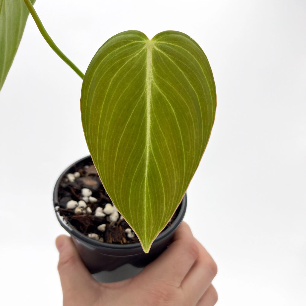 Philodendron 'Glorious' leaf showcasing velvety texture, a rare indoor plant available at Chalet Boutique, Australia.