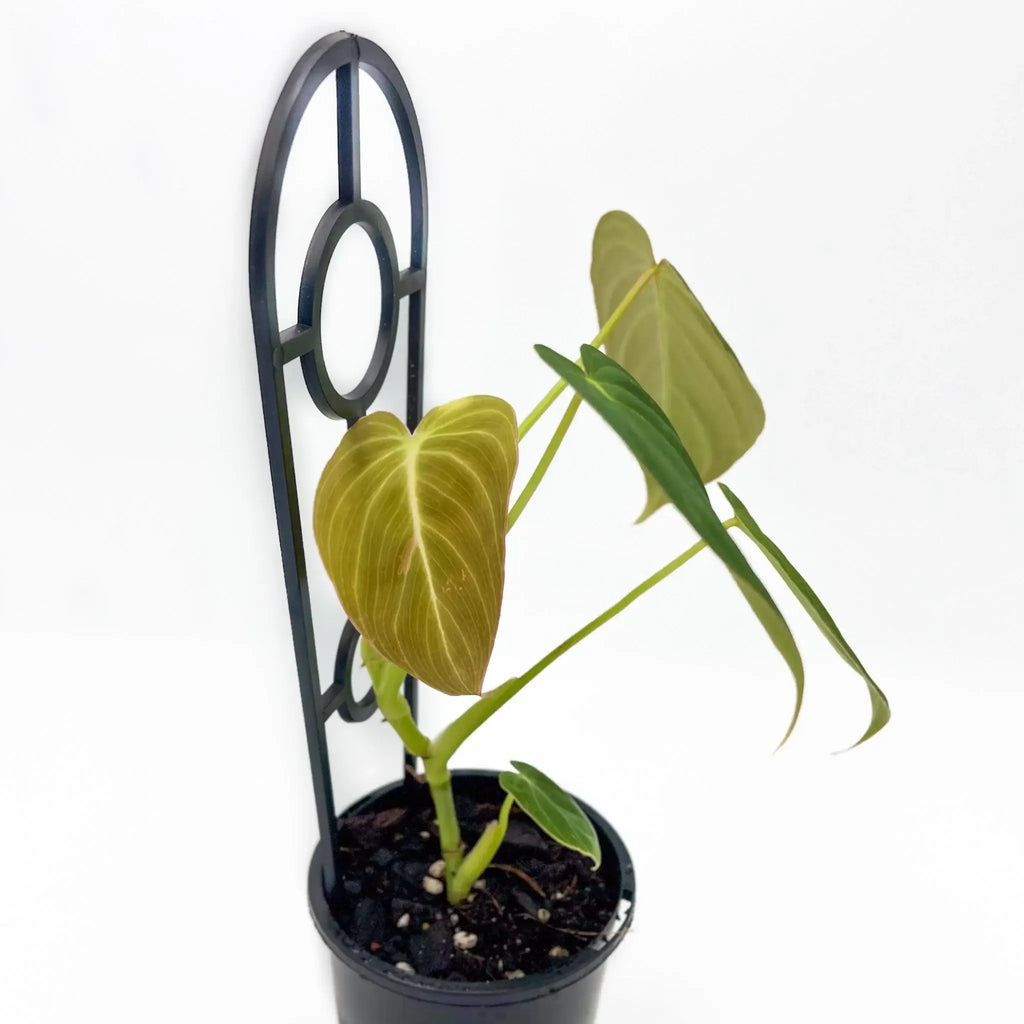 Philodendron 'Glorious' in pot with unique velvet leaves, perfect for indoor plant lovers. Chalet Boutique, Australia.