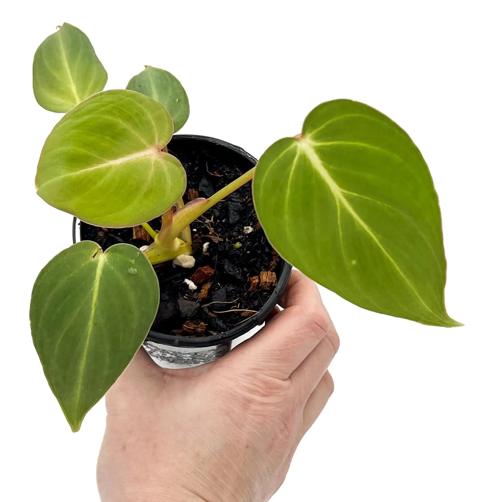 Philodendron 'Glorious' houseplant with velvety leaves, rare indoor plant, available at Chalet Boutique, Australia.