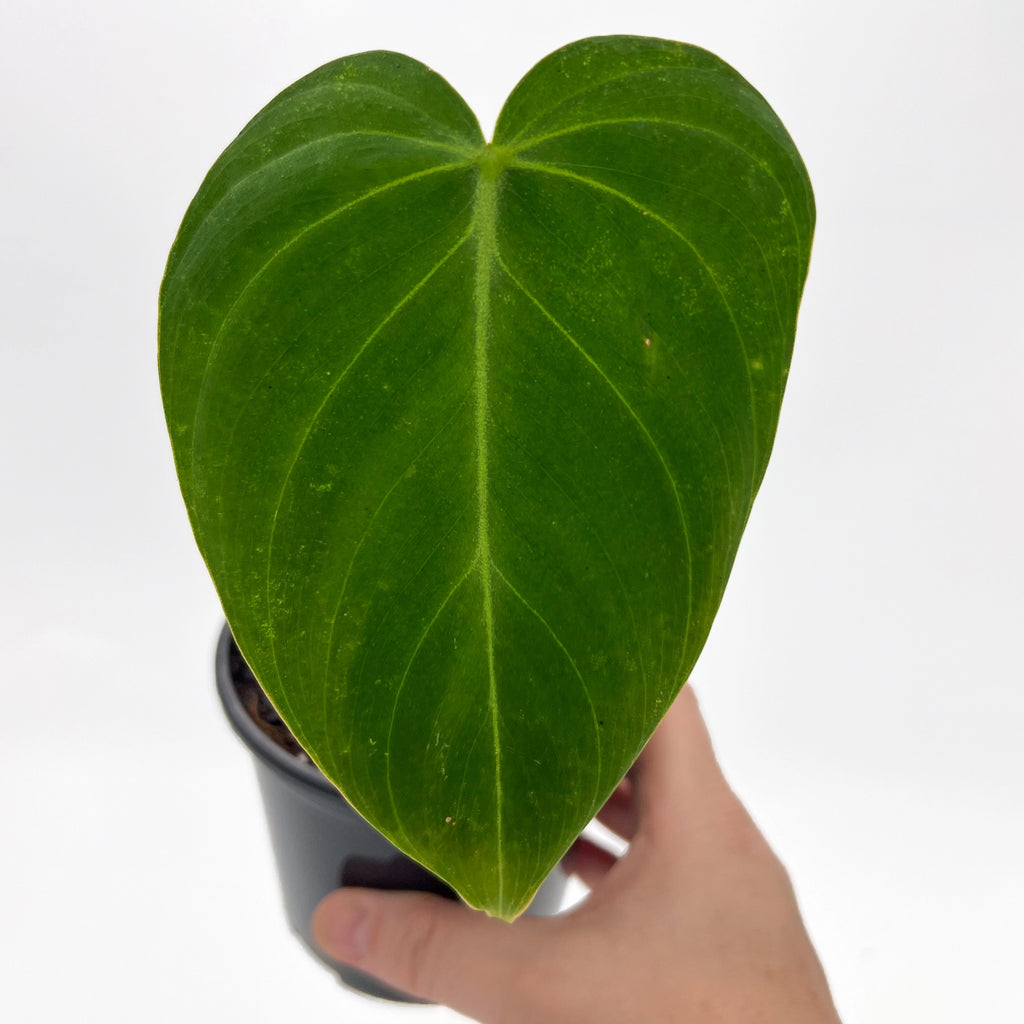 Philodendron 'Glorious' showcasing its large, velvety green leaf, ideal for indoor gardens. Chalet Boutique, Australia.