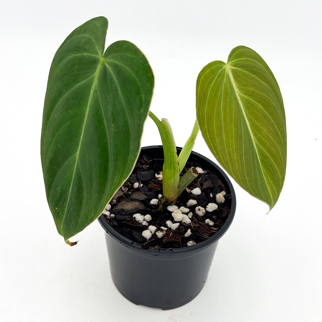 Philodendron 'Glorious' in a black pot showcasing velvety green leaves, perfect for rare indoor plant enthusiasts, Chalet Boutique, Australia.