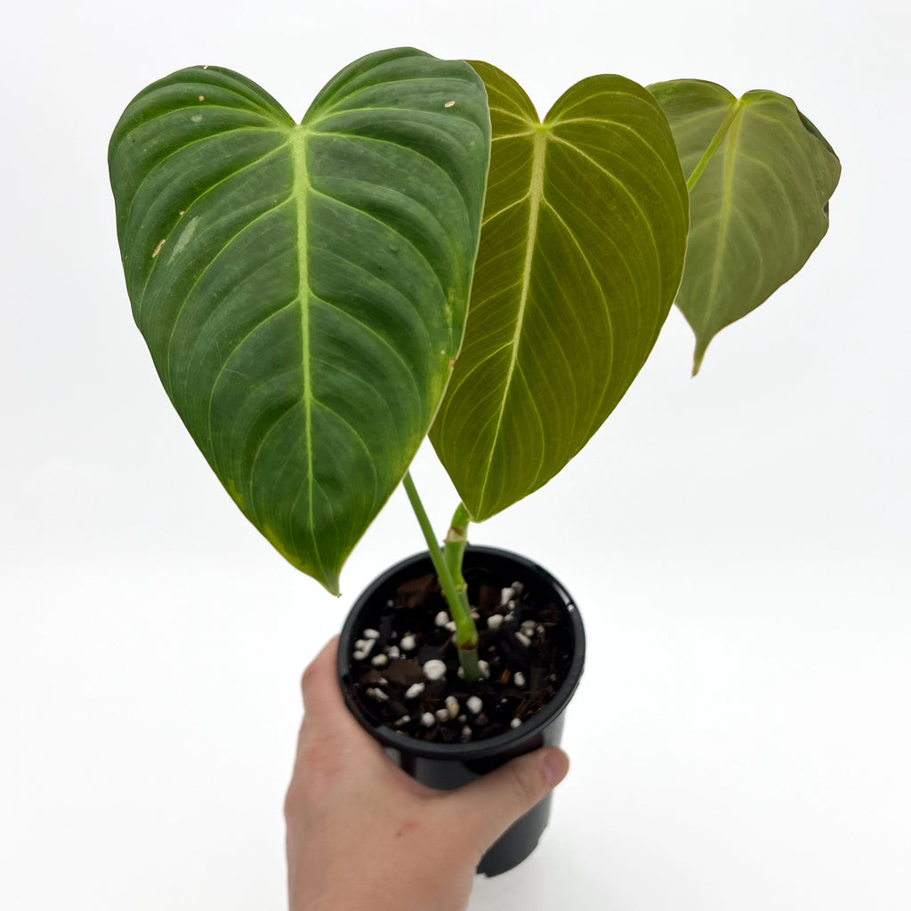 Philodendron 'Glorious' with heart-shaped leaves in a black nursery pot, perfect for indoor plant enthusiasts. Chalet Boutique, Australia.