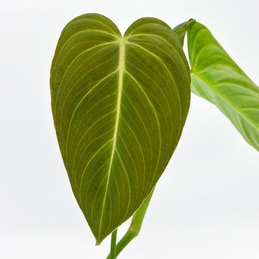 Close-up of a velvety Philodendron 'Glorious' leaf showcasing its unique texture and heart shape. Chalet Boutique, Australia.