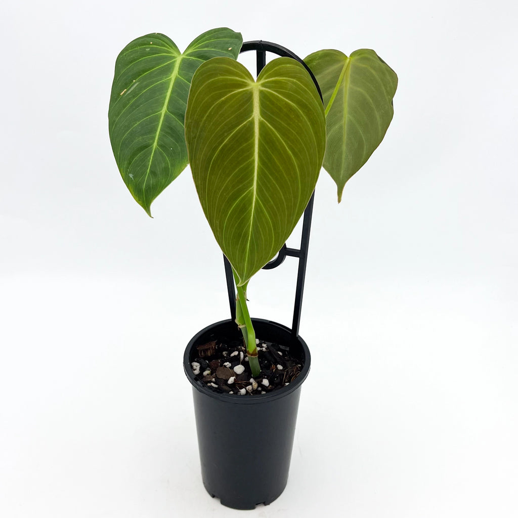 Philodendron 'Glorious' plant with velvety leaves in a black pot, perfect for indoor jungles. Chalet Boutique, Australia.