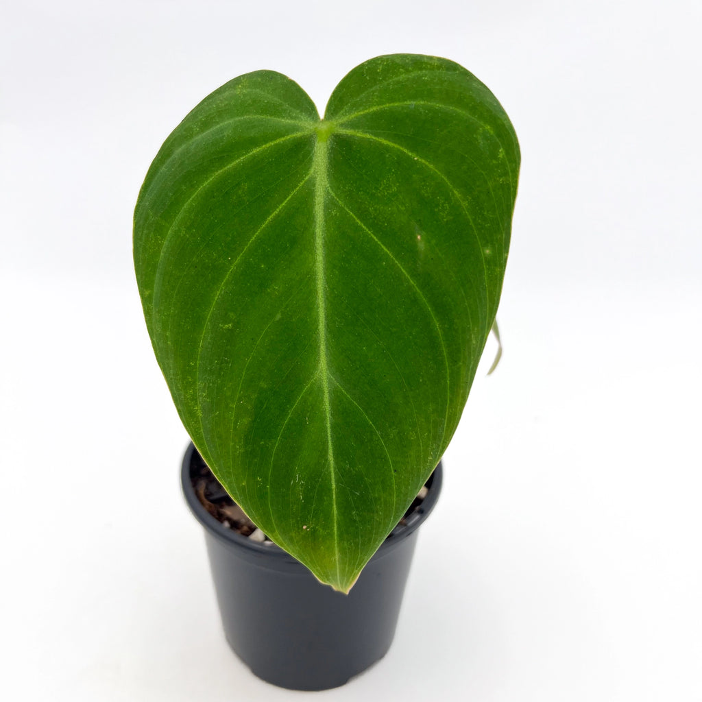 Philodendron 'Glorious' showcasing its velvety green leaf texture in a black pot, perfect for indoor plant lovers. Chalet Boutique, Australia.