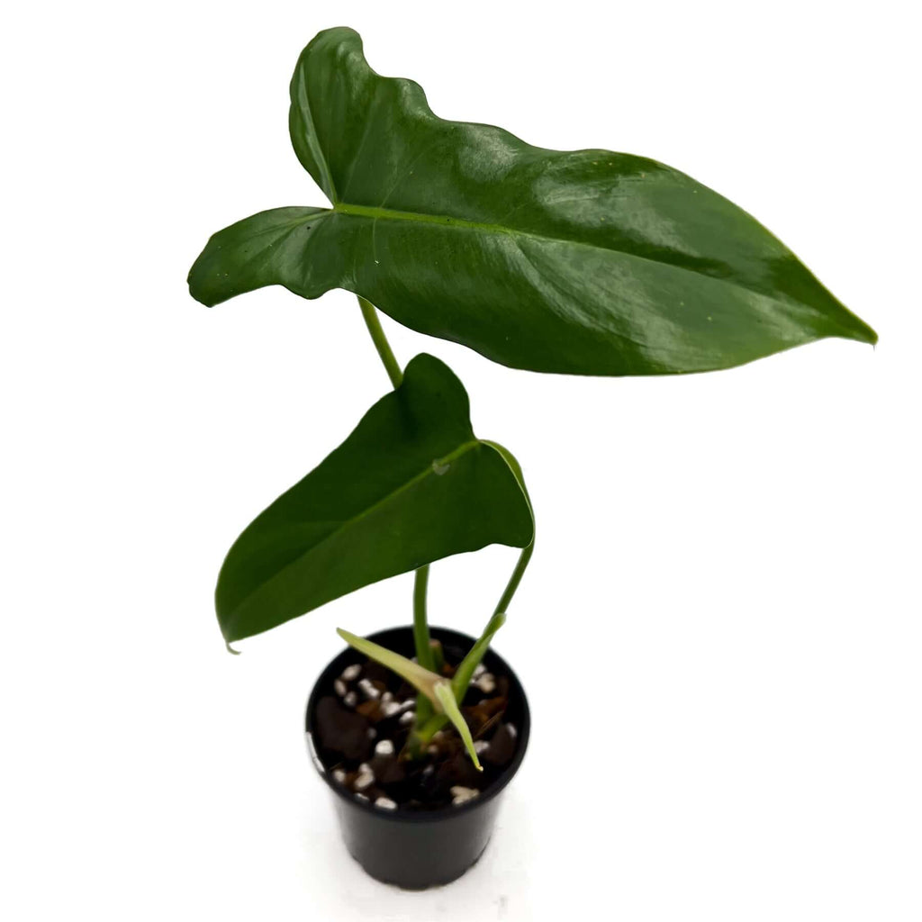 Philodendron Golden Dragon | Indoor Plant | Chalet Boutique - Australia