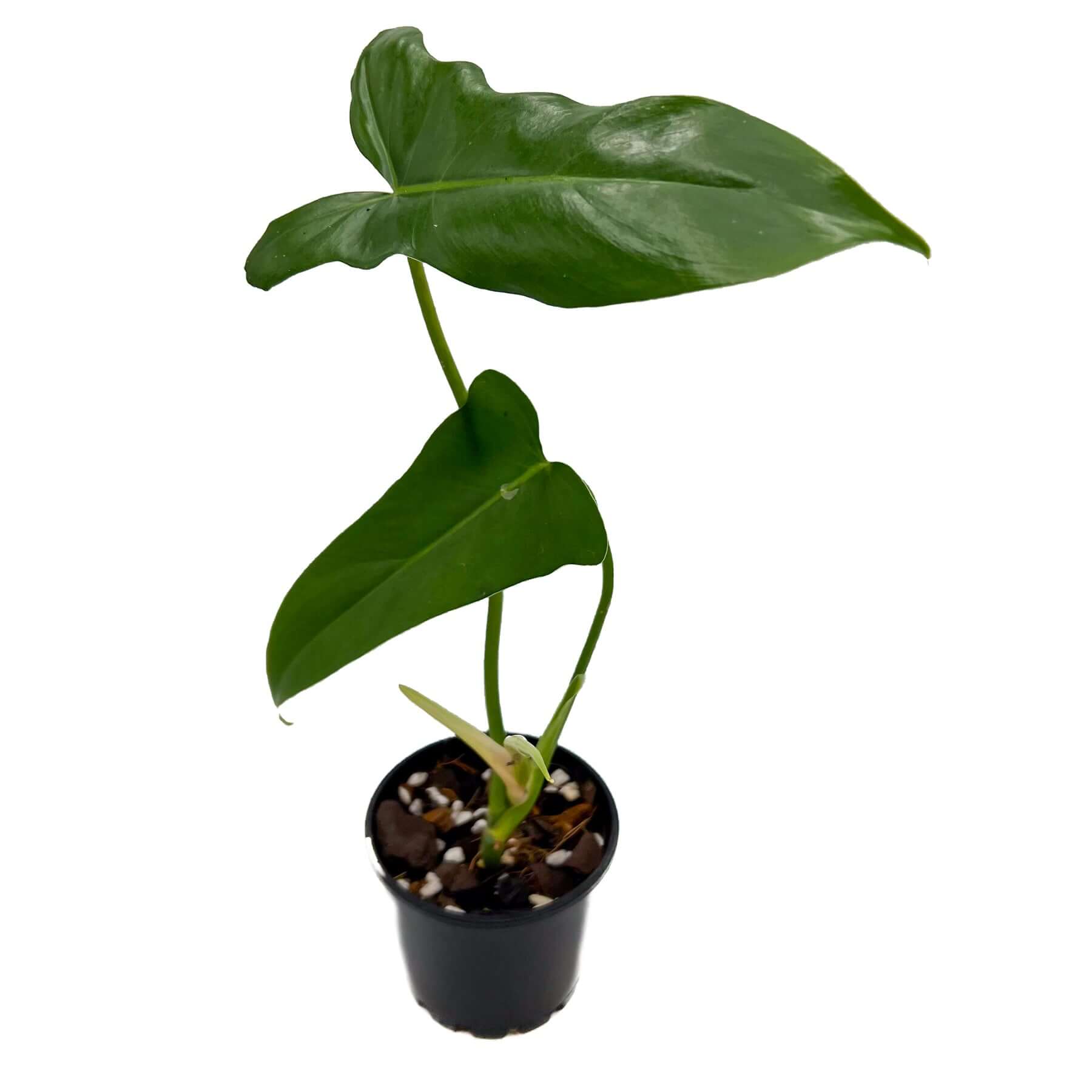 philodendron golden dragon australia Philodendron Golden Dragon