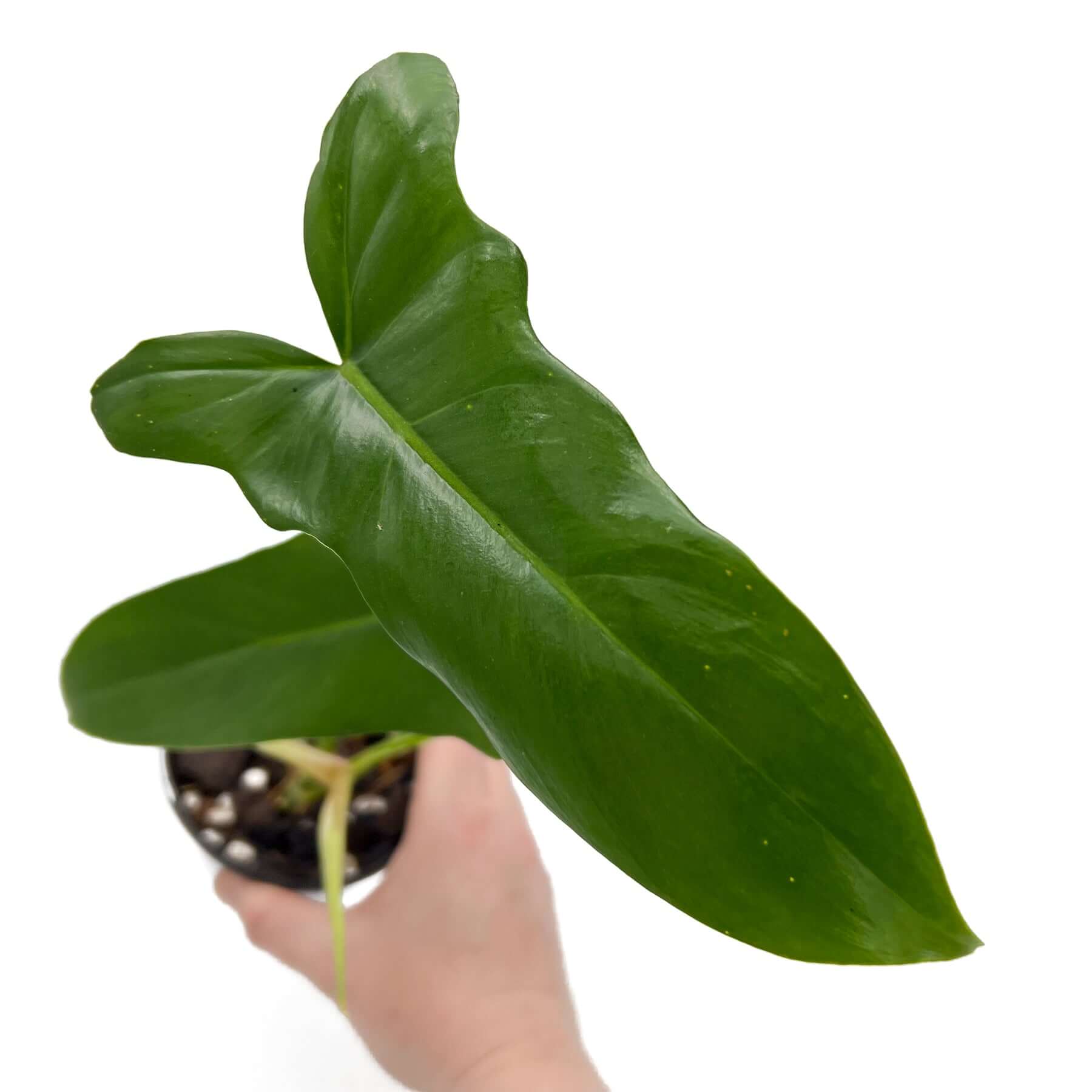 philodendron golden dragon australia Philodendron Golden Dragon