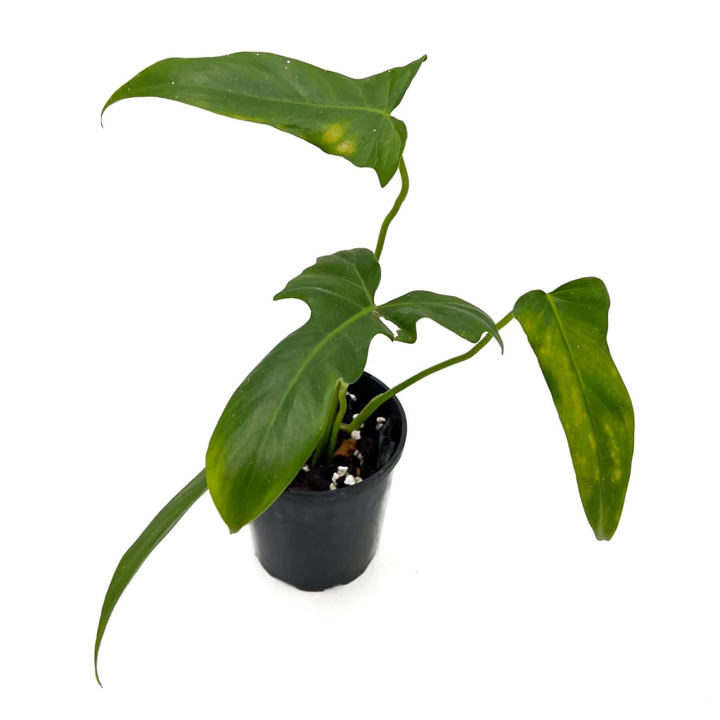 Philodendron Golden Dragon | Indoor Plant | Chalet Boutique - Australia