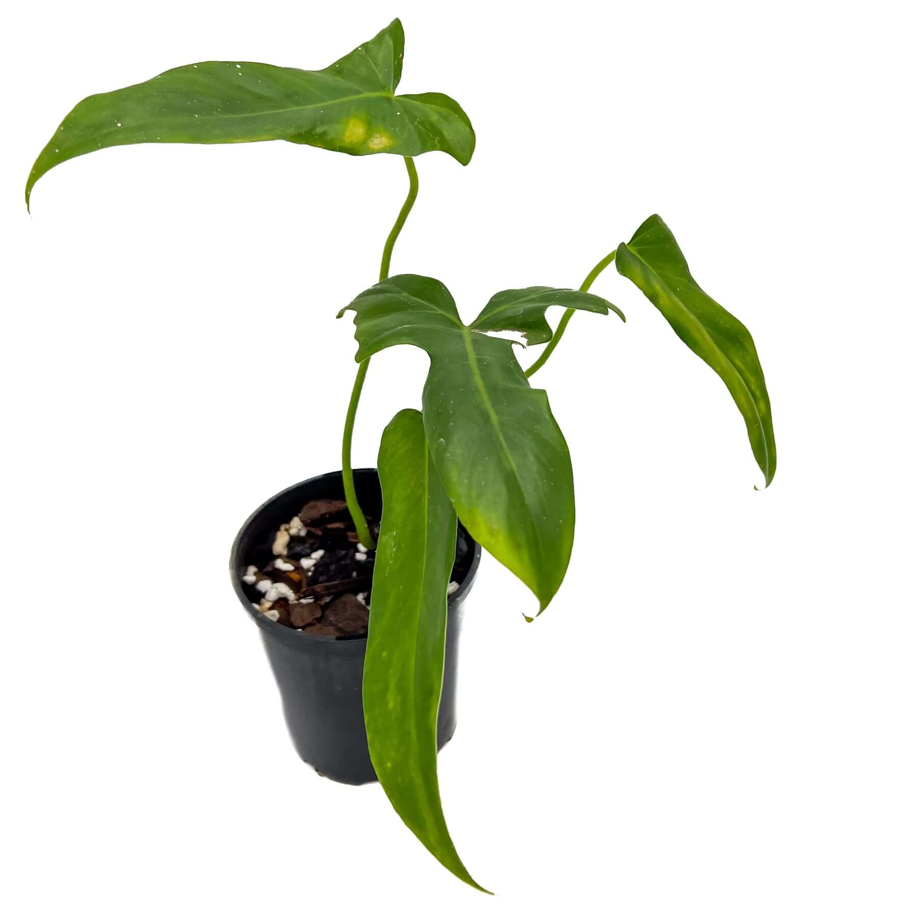 philodendron golden dragon australia Philodendron Golden Dragon