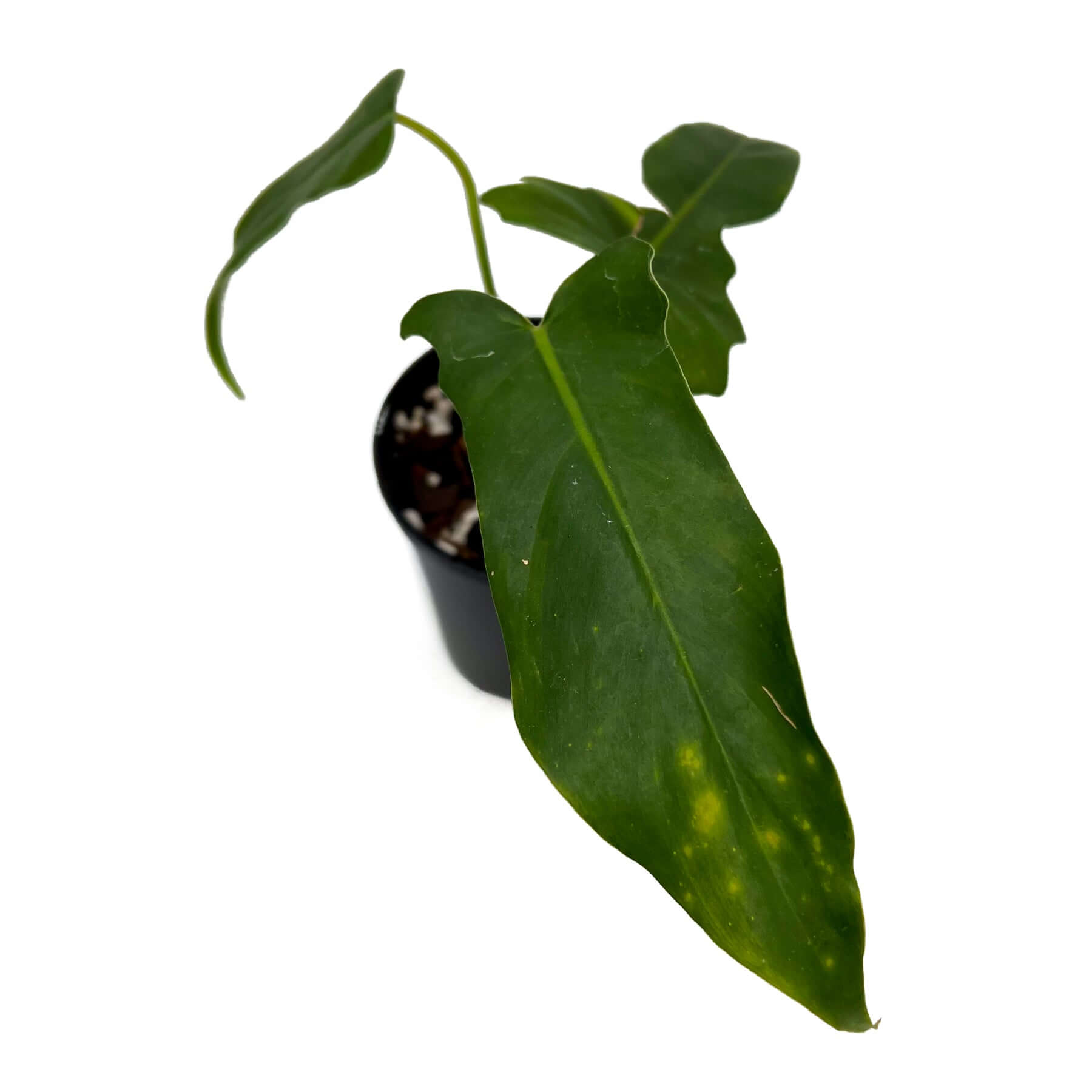 philodendron golden dragon australia Philodendron Golden Dragon