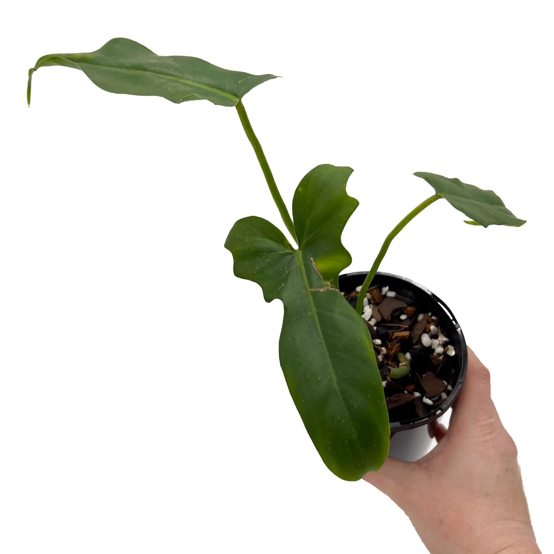 philodendron golden dragon australia Philodendron Golden Dragon