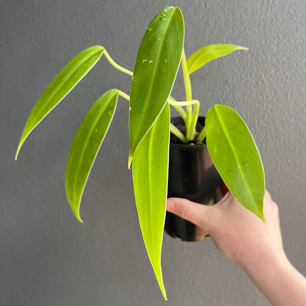 philodendron tuxtla Philodendron 'Golden Tuxla' – Rare Indoor Plant