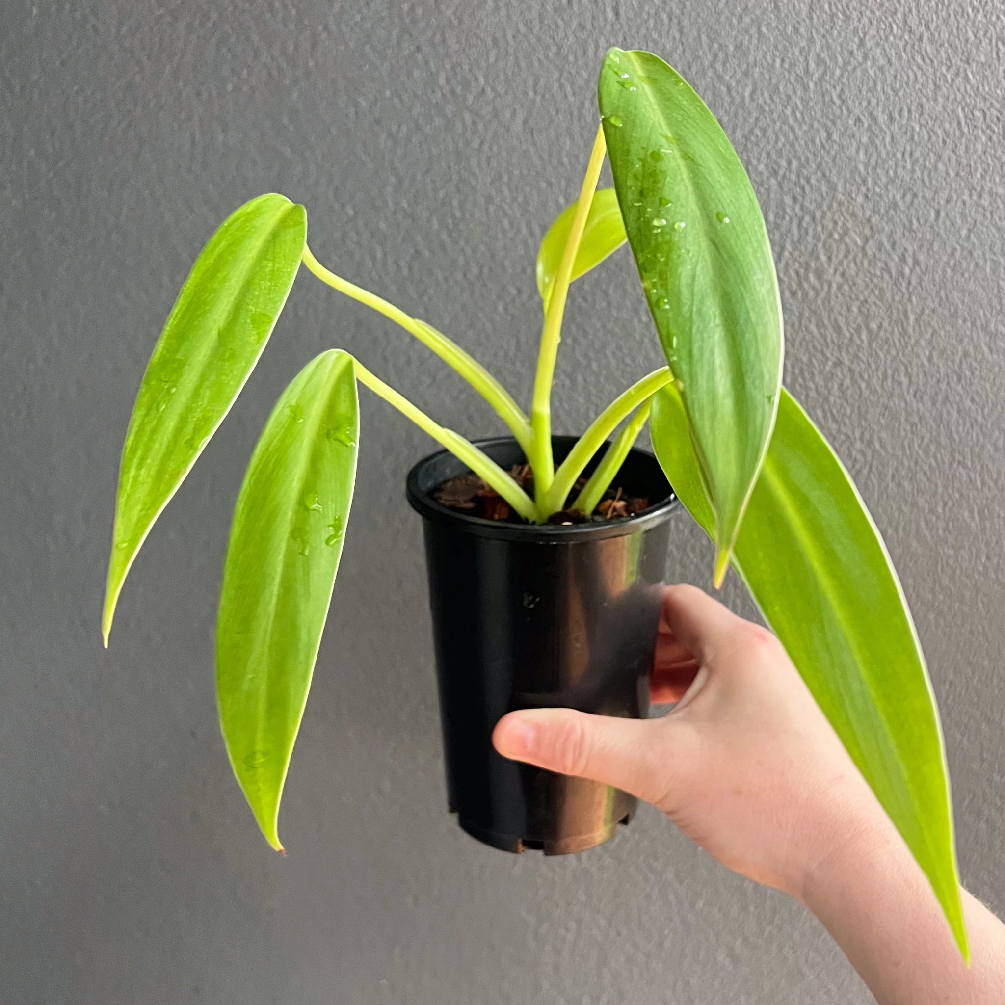 philodendron domesticum or tuxtla Philodendron 'Golden Tuxla' – Rare Indoor Plant