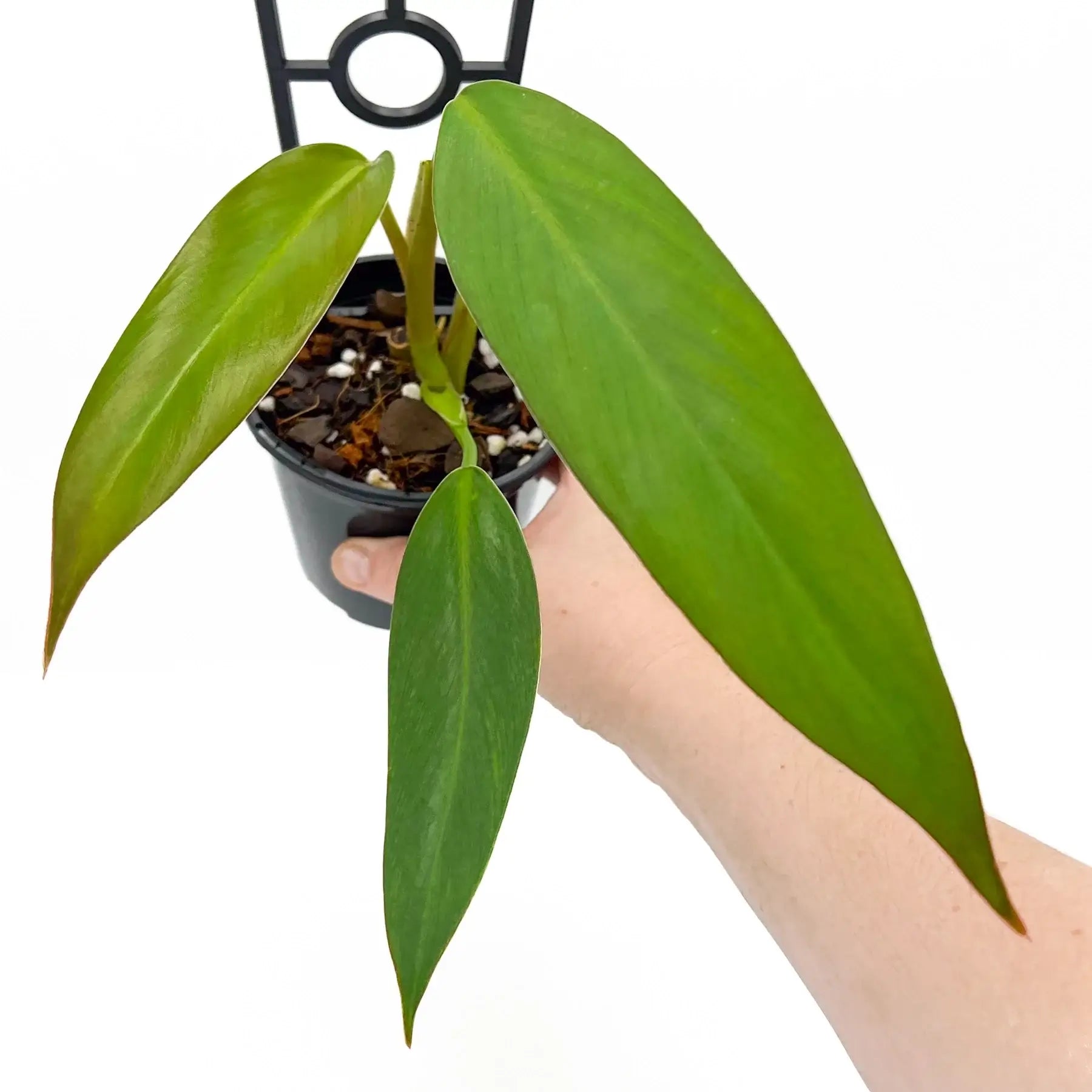 philodendron tuxtla Philodendron 'Golden Tuxla' – Rare Indoor Plant