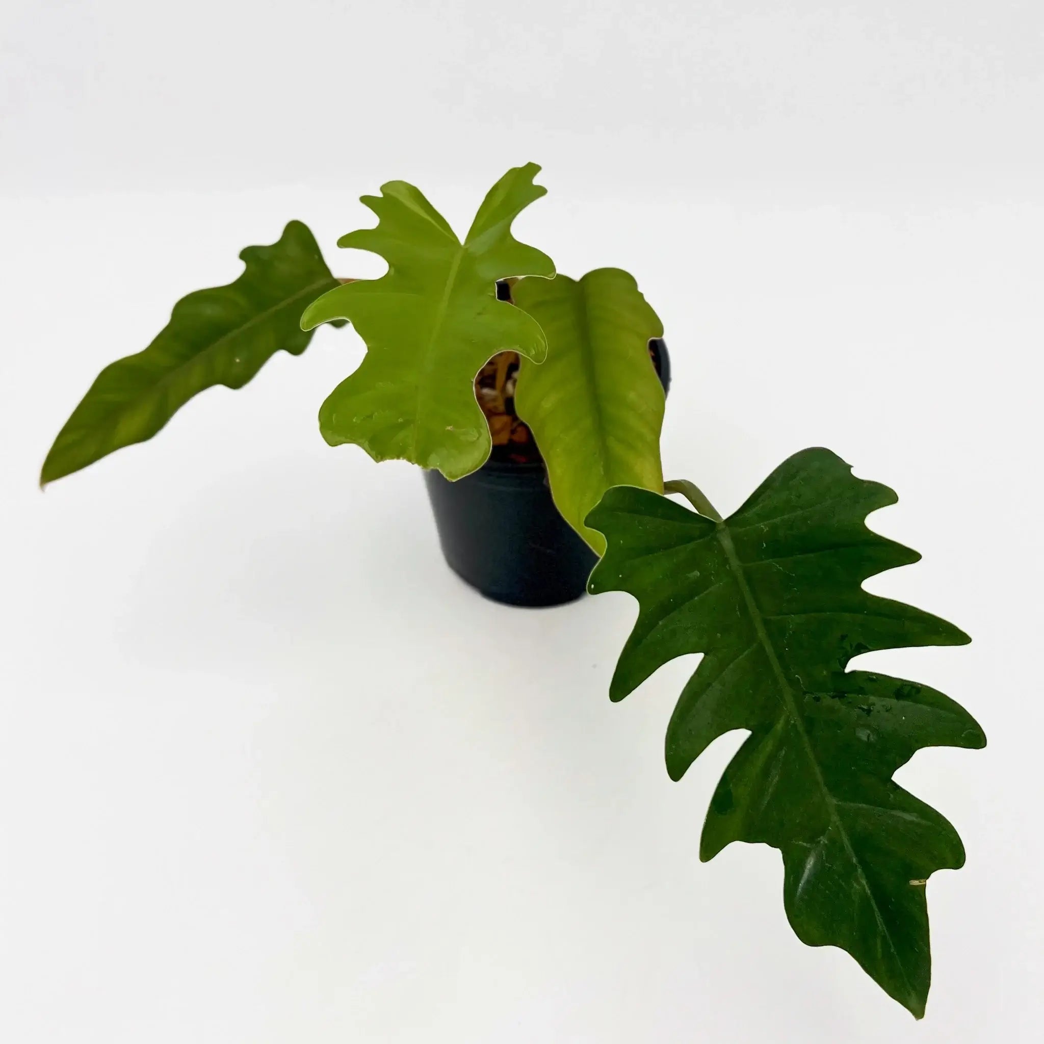 philodendron hendersons delight Philodendron 'Henderson's Pride'