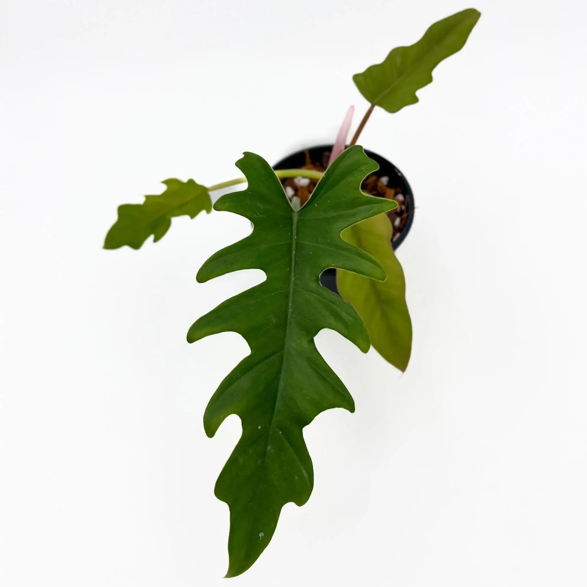 philodendron henderson's pride Philodendron 'Henderson's Pride'