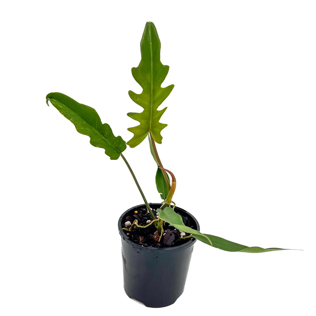 Philodendron 'Henderson's Pride' rare indoor plant with serrated green leaves in a 10cm nursery pot. Chalet Boutique, Australia.